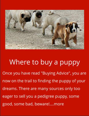 Where to buy a puppy Once you have read "Buying Advice", you are now on the trail to finding the puppy of your dreams. There are many sources only too eager to sell you a pedigree puppy, some good, some bad, beware!....more