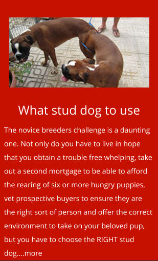 What stud dog to use The novice breeders challenge is a daunting one. Not only do you have to live in hope that you obtain a trouble free whelping, take out a second mortgage to be able to afford the rearing of six or more hungry puppies, vet prospective buyers to ensure they are the right sort of person and offer the correct environment to take on your beloved pup, but you have to choose the RIGHT stud dog....more